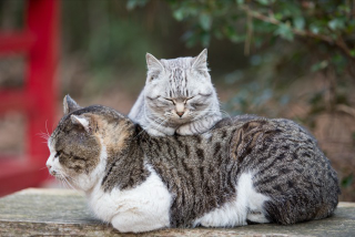 Illustration for article titled The Perfect Beauty of Cat Island